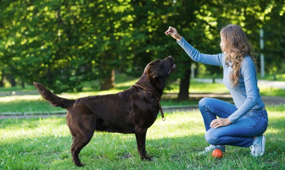 Pet Kuäförü